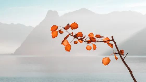 Microsoft Forms: How to create branches